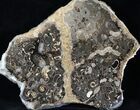 Marston Magna Ammonite Cluster - Polished on Back #30743-1